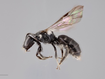 [Lasioglossum macoupinense female thumbnail]